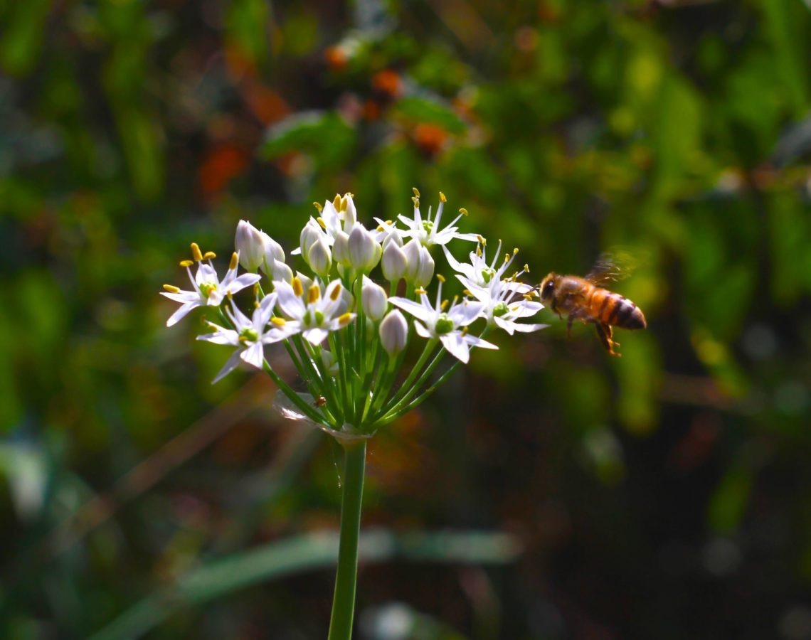 What is Comb Honey? - Two Hives Honey - Honey and Hive Tours in