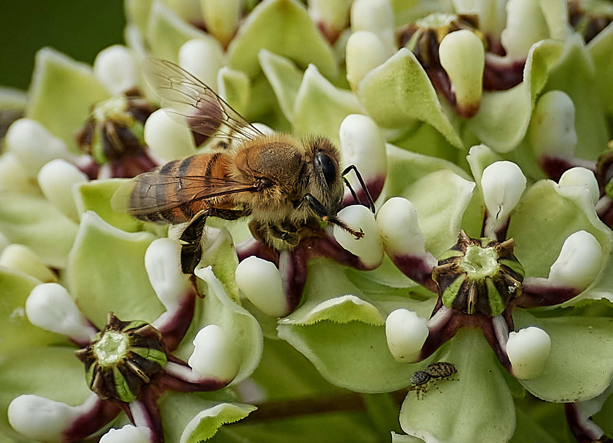 Bees With Stripes  : Discover the Hidden Power of Colorful Insects