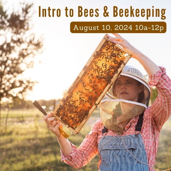 Intro to Beekeeping Class, August 10, 2024, 10a-12p
