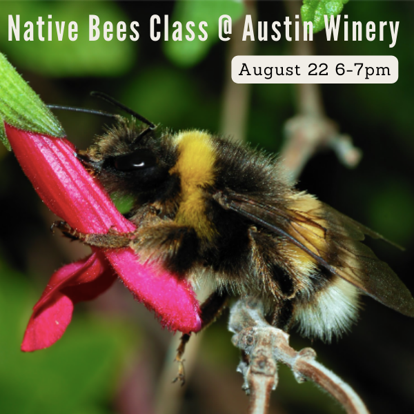 Learn about Texas Native Bees at The Austin Winery. Aug 22, 6-7pm